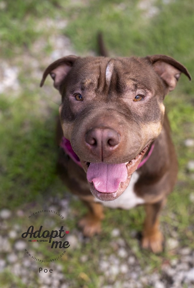 Poe, an adoptable Pit Bull Terrier, American Staffordshire Terrier in Lincoln, NE, 68502 | Photo Image 4