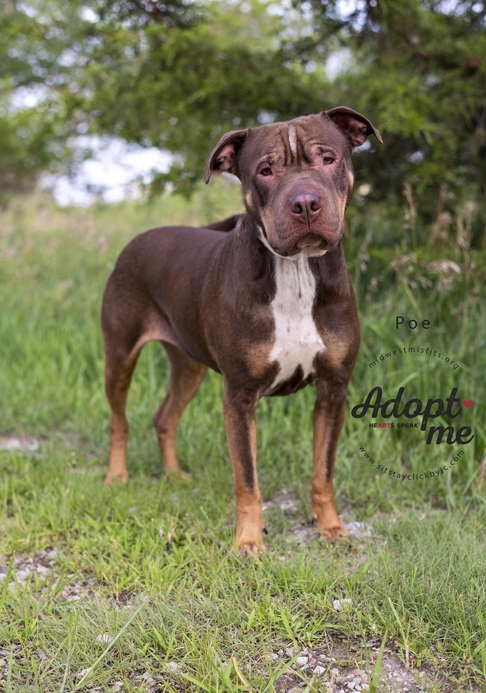 Poe, an adoptable Pit Bull Terrier, American Staffordshire Terrier in Lincoln, NE, 68502 | Photo Image 5