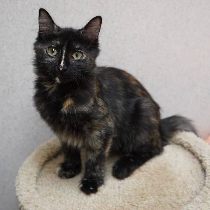 LuLu, an adoptable Domestic Medium Hair in Naperville, IL_image-1