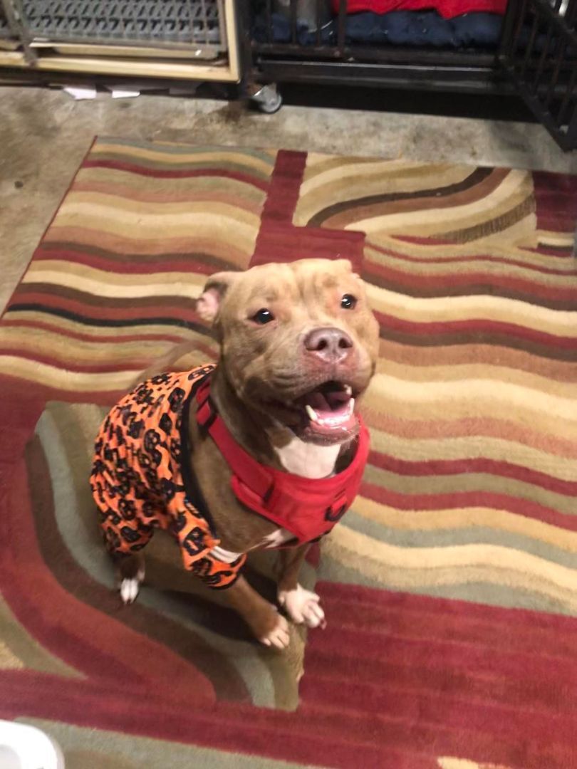 Bunny, an adoptable American Staffordshire Terrier in Indianapolis, IN, 46227 | Photo Image 2
