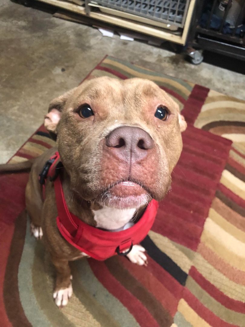 Bunny, an adoptable American Staffordshire Terrier in Indianapolis, IN, 46227 | Photo Image 3