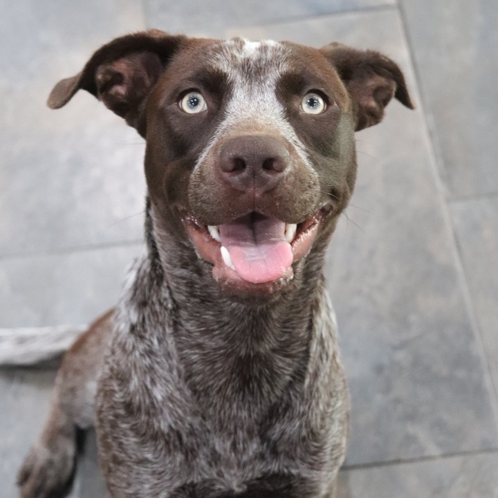 Cookie, an adopted German Shorthaired Pointer Mix in Sherman, TX_image-3