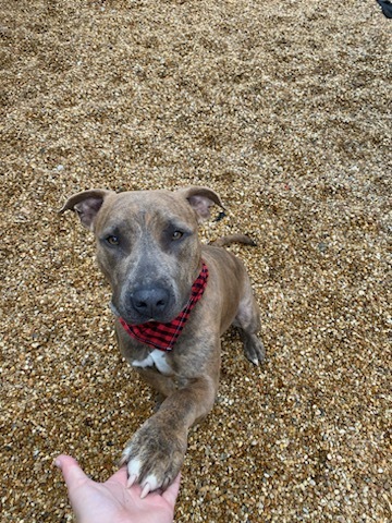Cody (Underdog), an adoptable Mixed Breed in Belle Chasse, LA, 70037 | Photo Image 2