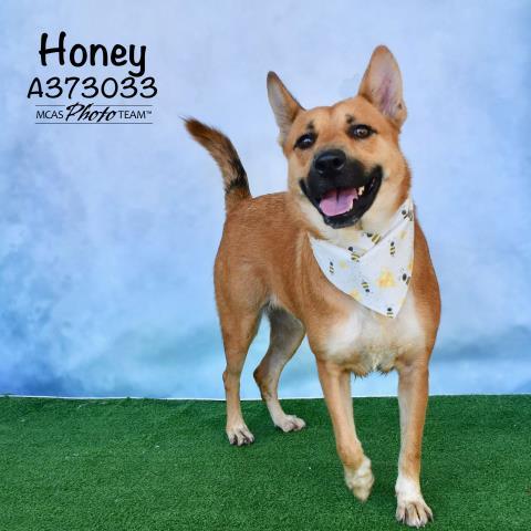 HONEY 1