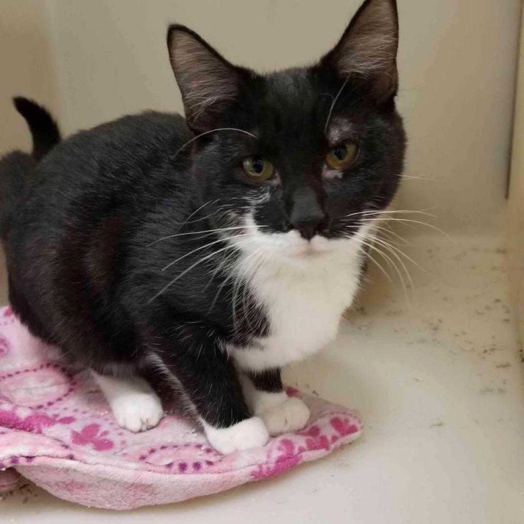 Amber, an adoptable Domestic Short Hair in Leesburg, FL, 34788 | Photo Image 1