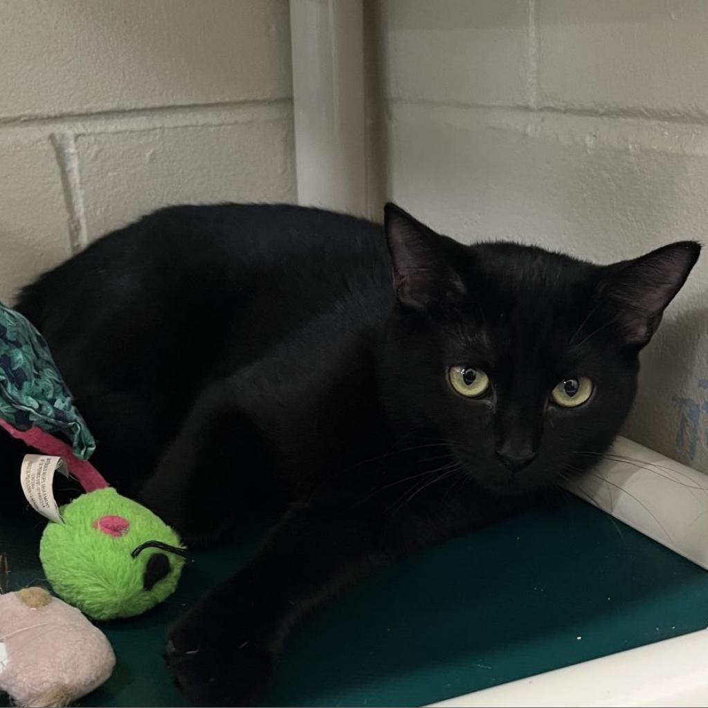 Raven, an adoptable Domestic Short Hair in Leesburg, FL, 34788 | Photo Image 1