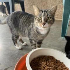 Diego, Senior Male Domestic Short Hair