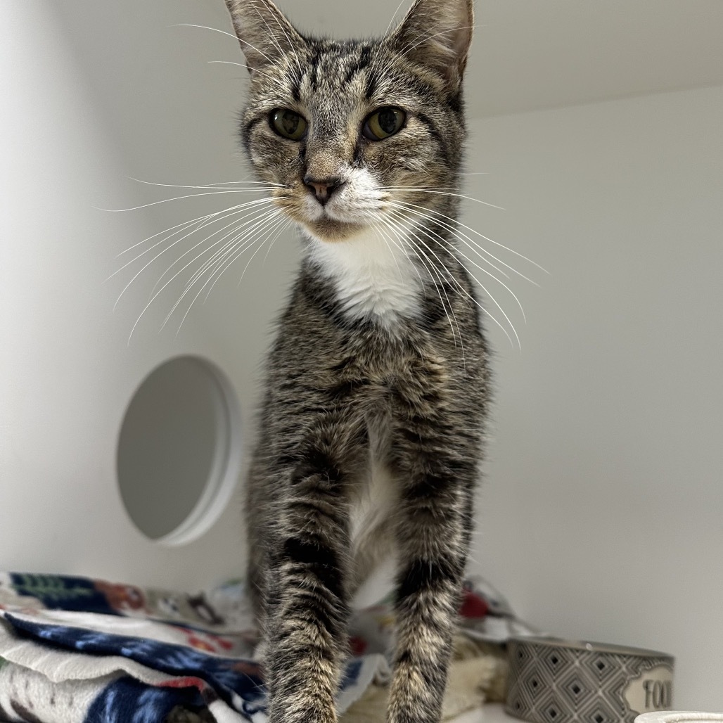 Diego, an adoptable Domestic Short Hair in Leesburg, FL, 34788 | Photo Image 1