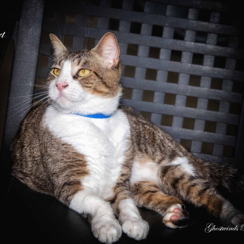 Sport, an adoptable Domestic Short Hair in Leesburg, FL, 34788 | Photo Image 1