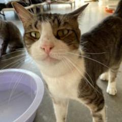 Sport, an adoptable Domestic Short Hair in Leesburg, FL, 34788 | Photo Image 2