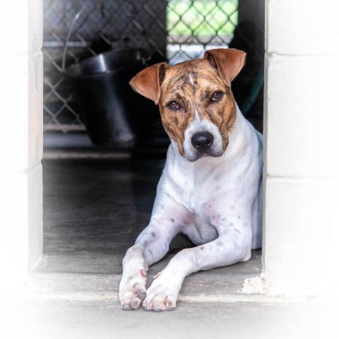 Jarvis, an adoptable Jack Russell Terrier, Hound in Leesburg, FL, 34788 | Photo Image 1