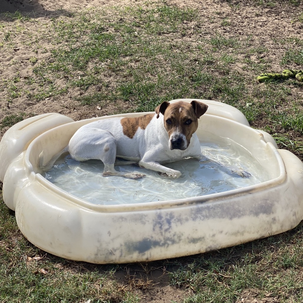 Jarvis, an adoptable Jack Russell Terrier, Hound in Leesburg, FL, 34788 | Photo Image 2