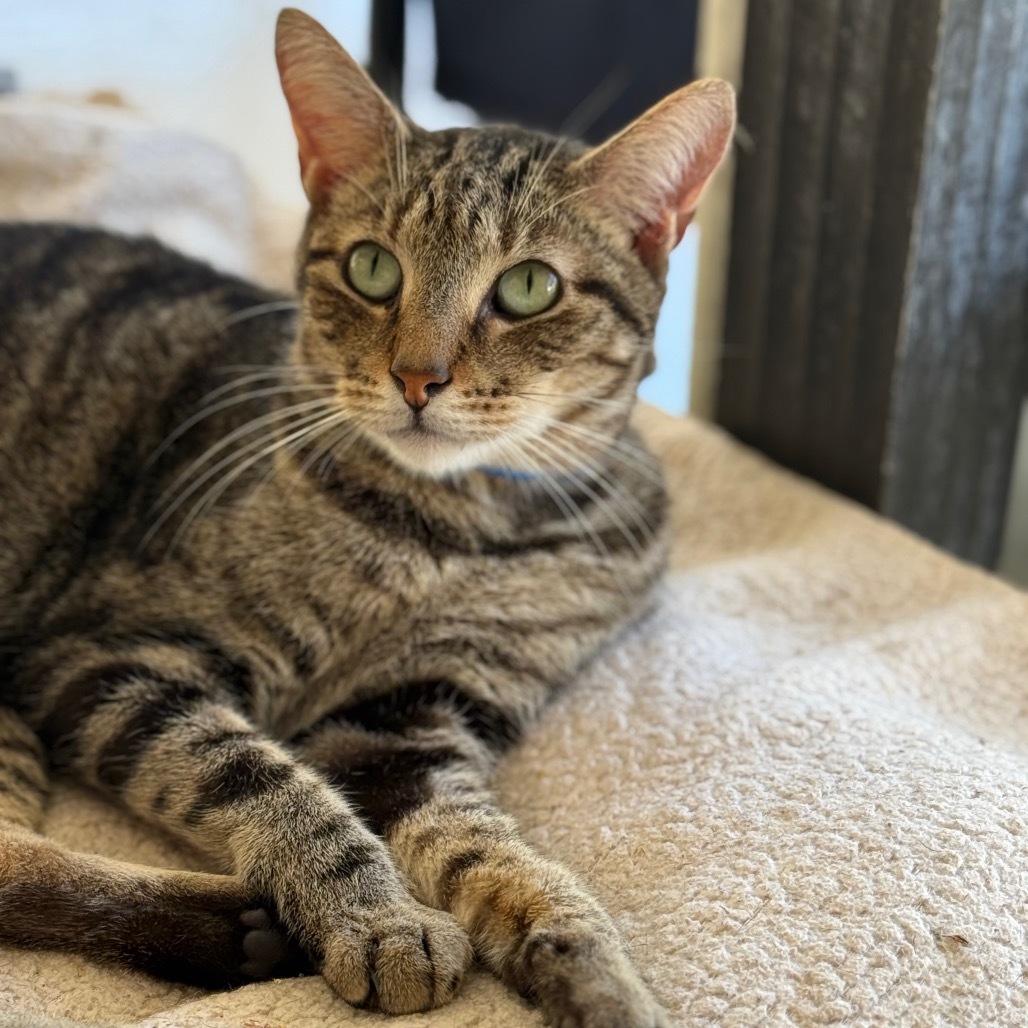 Terri, an adoptable Domestic Short Hair in Leesburg, FL, 34788 | Photo Image 1