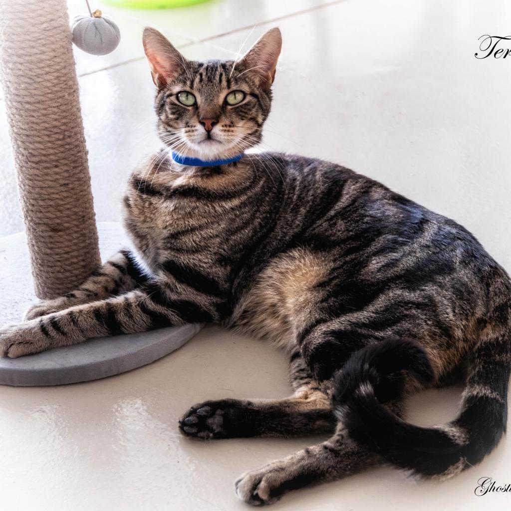 Terri, an adoptable Domestic Short Hair in Leesburg, FL, 34788 | Photo Image 2