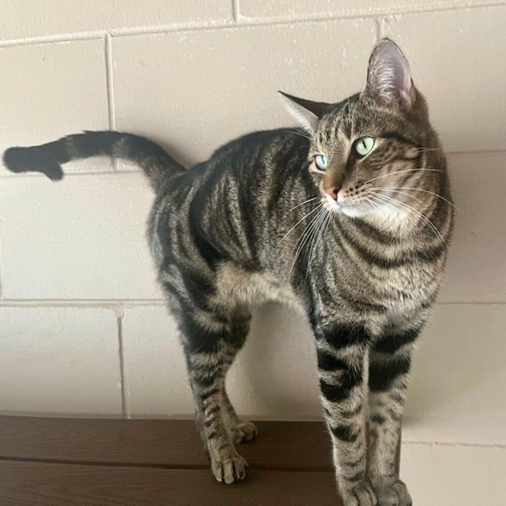 Terri, an adoptable Domestic Short Hair in Leesburg, FL, 34788 | Photo Image 3