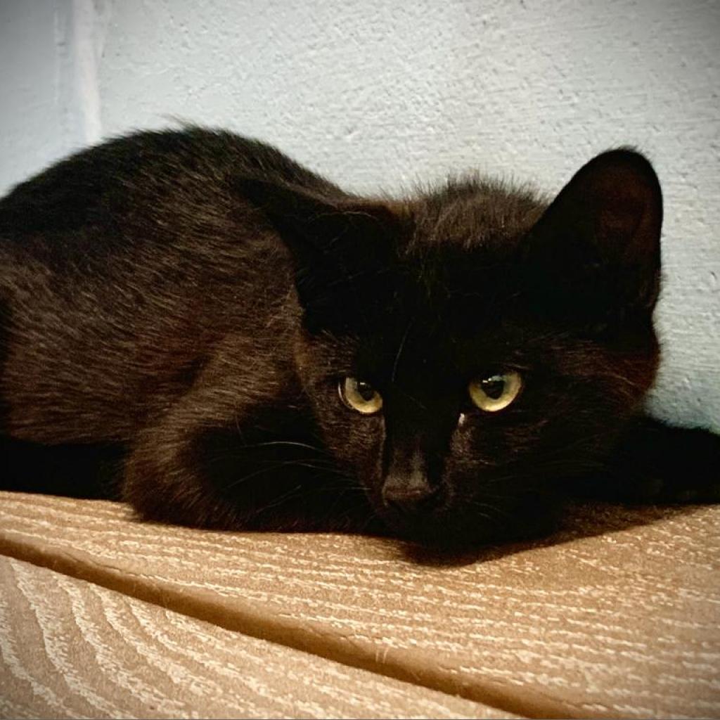 Shuri, an adoptable Domestic Short Hair in Leesburg, FL, 34788 | Photo Image 1