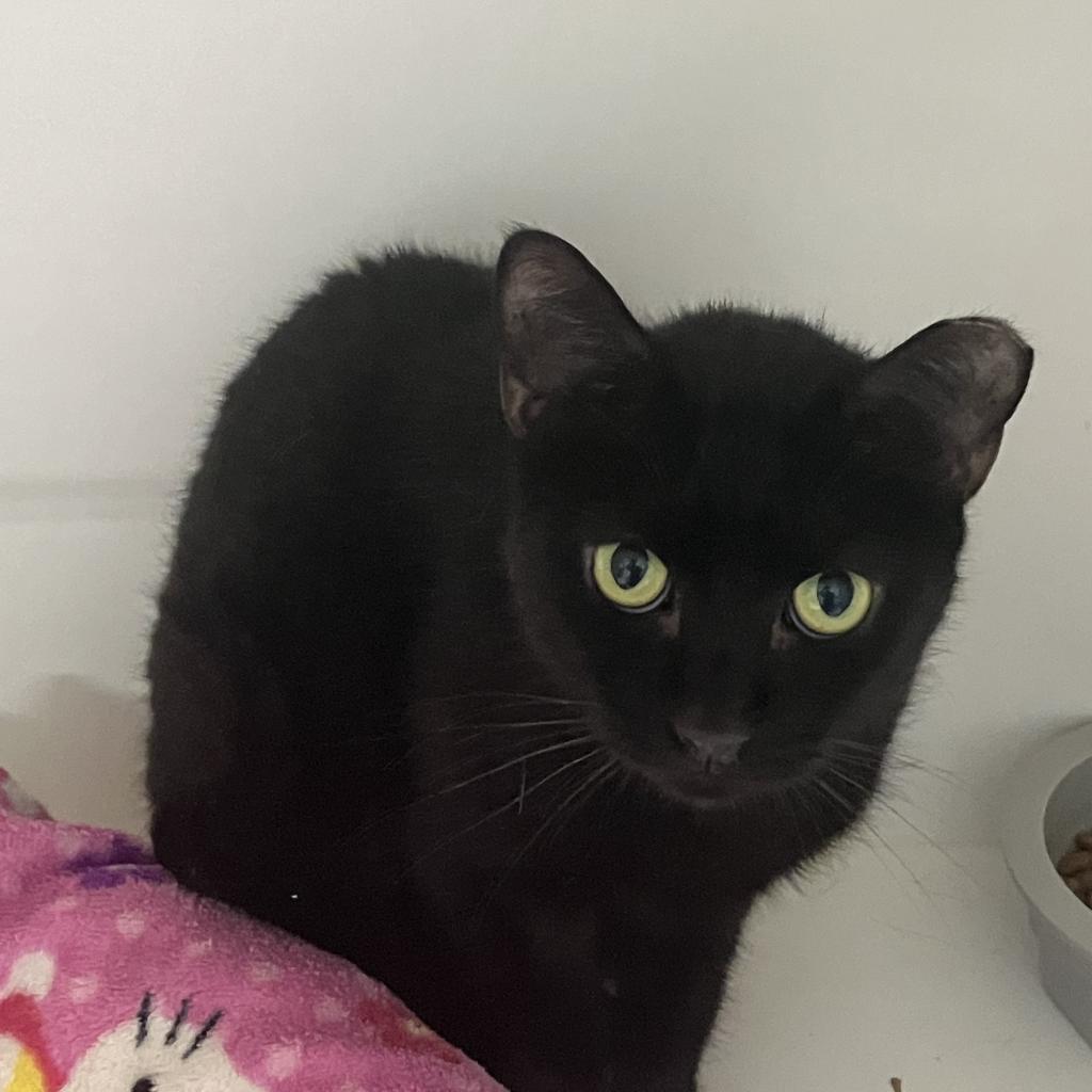 Sister, an adoptable Domestic Short Hair in Leesburg, FL, 34788 | Photo Image 1