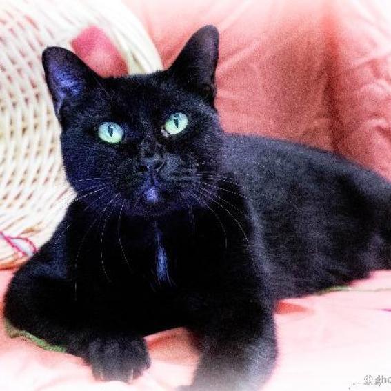 Nicolas, an adoptable Domestic Short Hair in Leesburg, FL, 34788 | Photo Image 1