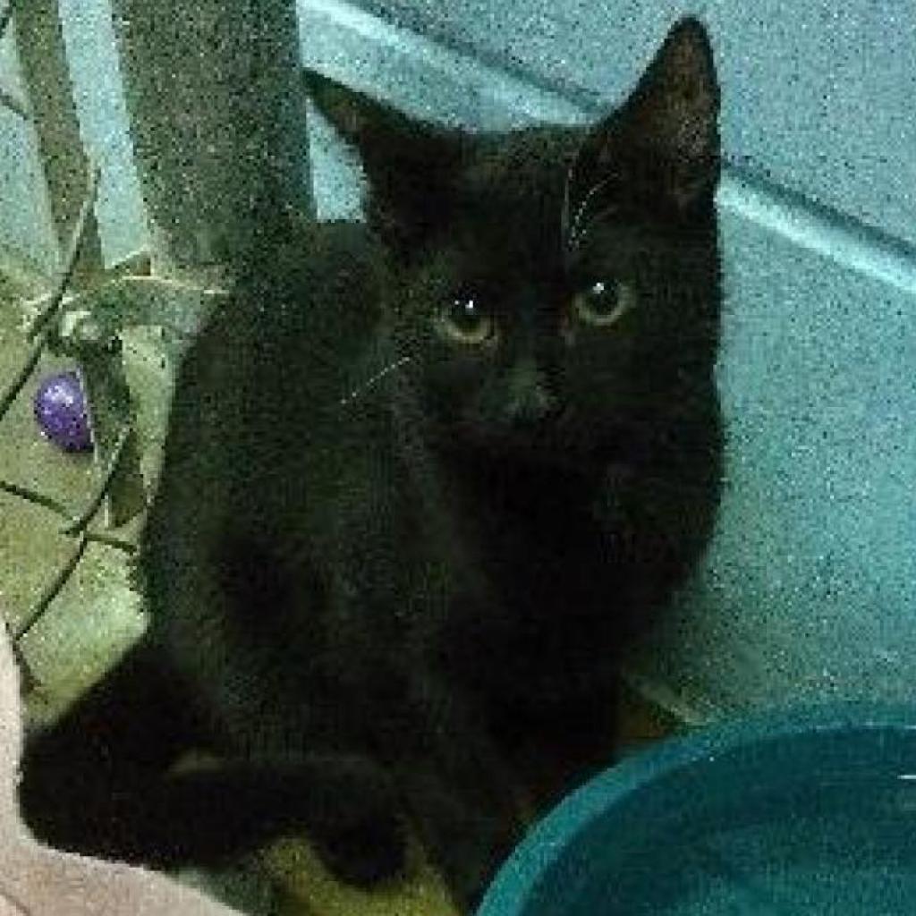 Porquis, an adoptable Domestic Short Hair in Leesburg, FL, 34788 | Photo Image 1
