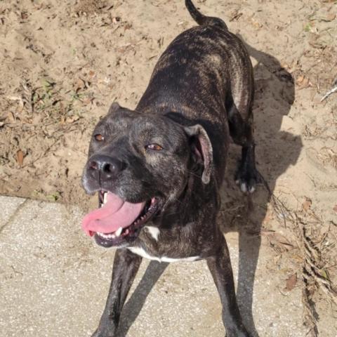 Bunny, an adoptable Mountain Cur, Feist in Leesburg, FL, 34788 | Photo Image 1