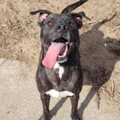 Bunny, an adoptable Mountain Cur, Feist in Leesburg, FL, 34788 | Photo Image 2