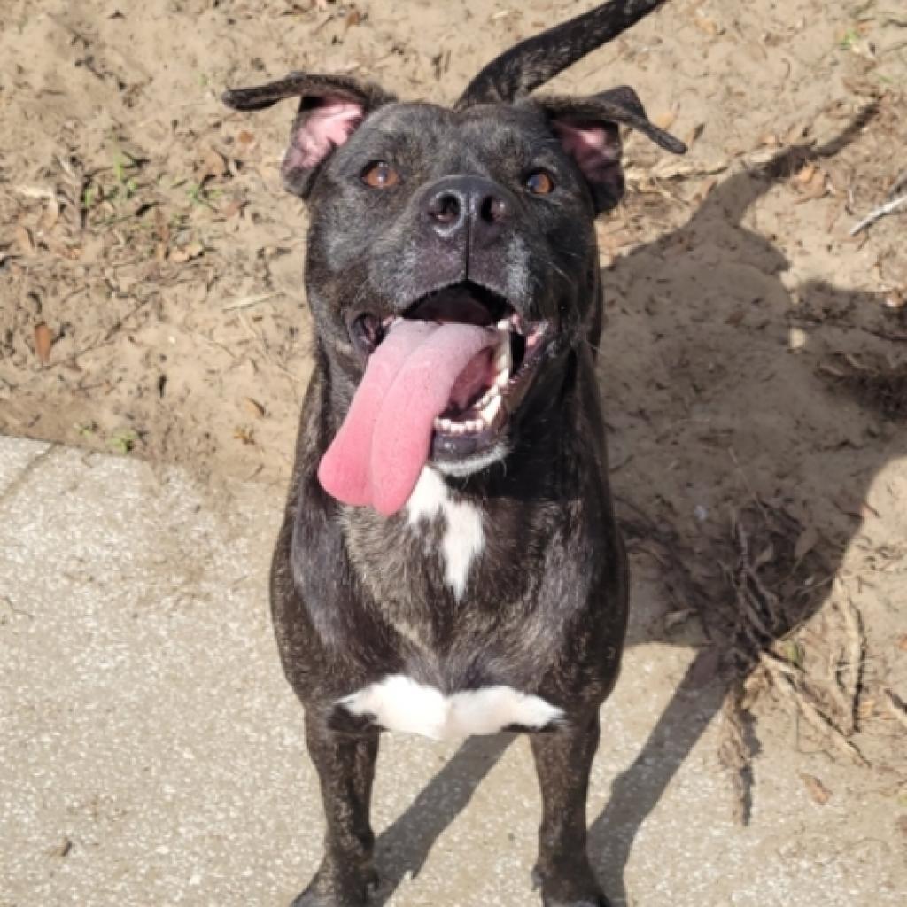 Bunny, an adoptable Mountain Cur, Feist in Leesburg, FL, 34788 | Photo Image 2