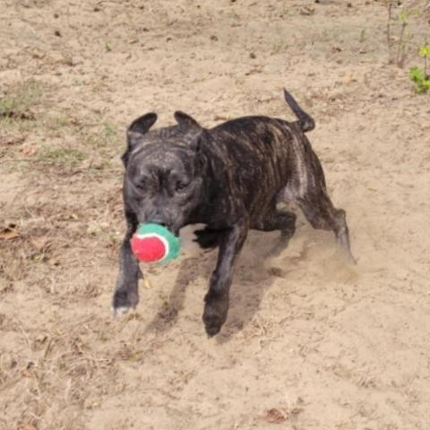 Bunny, an adoptable Mountain Cur, Feist in Leesburg, FL, 34788 | Photo Image 3