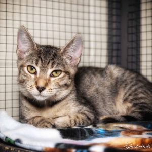 Polly, Adult Female Domestic Short Hair