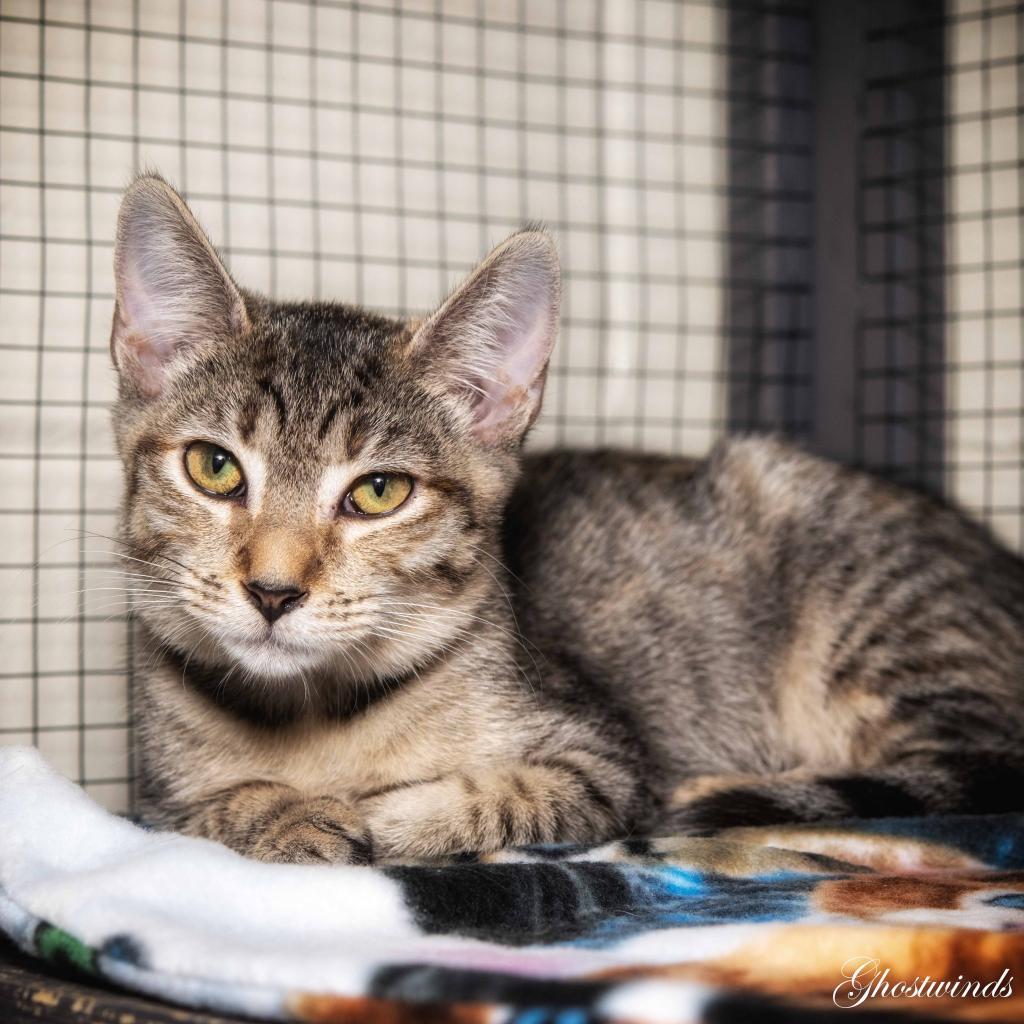 Polly, an adoptable Domestic Short Hair in Leesburg, FL, 34788 | Photo Image 1
