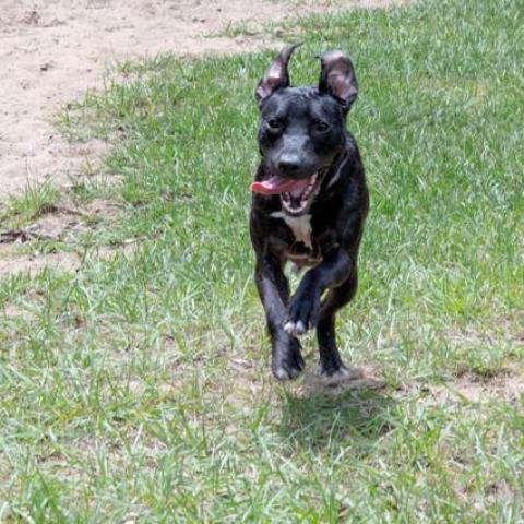 Harry, an adoptable Hound, Labrador Retriever in Leesburg, FL, 34788 | Photo Image 1