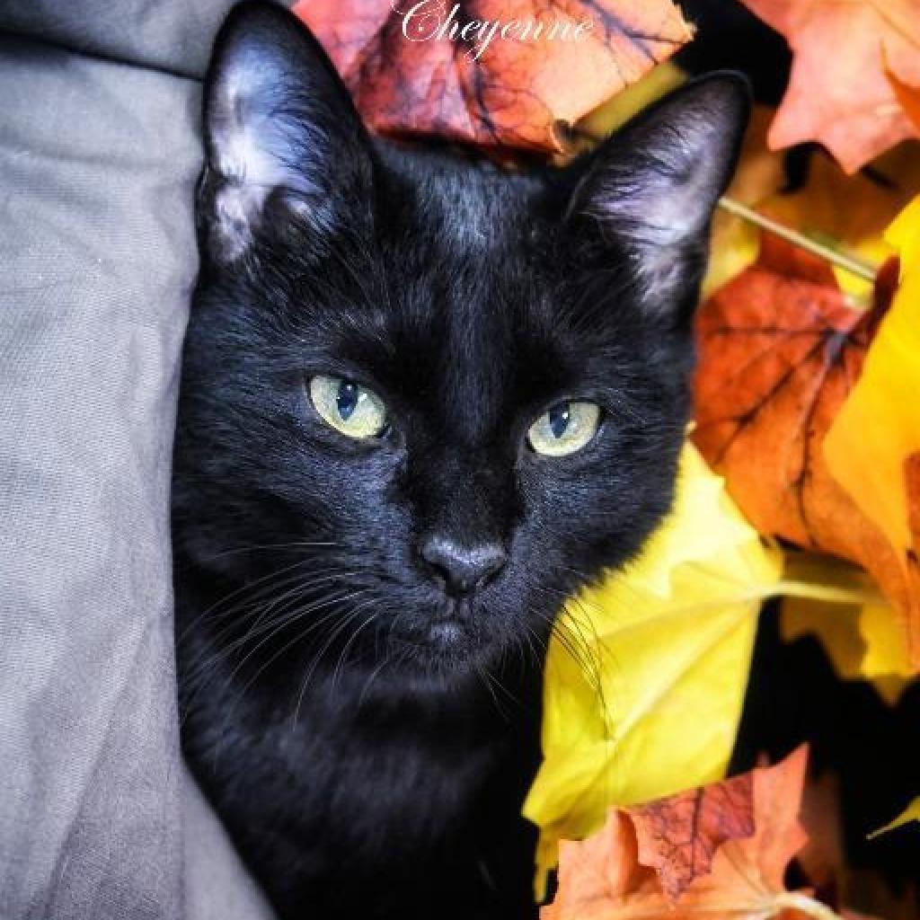 Cheyenne, an adoptable Domestic Short Hair in Leesburg, FL, 34788 | Photo Image 1