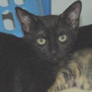 Siti, an adoptable Domestic Short Hair in Leesburg, FL, 34788 | Photo Image 1