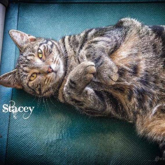 Stacey, an adoptable Domestic Short Hair in Leesburg, FL, 34788 | Photo Image 1