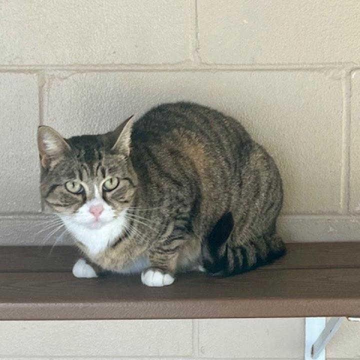 Sinatra, an adoptable Domestic Short Hair in Leesburg, FL, 34788 | Photo Image 1