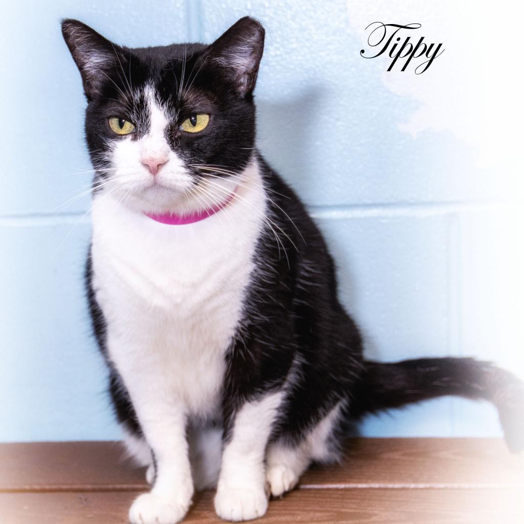 Tippy, an adoptable Domestic Short Hair in Leesburg, FL, 34788 | Photo Image 1