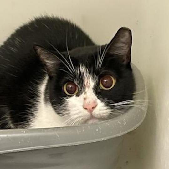 Tippy, an adoptable Domestic Short Hair in Leesburg, FL, 34788 | Photo Image 2