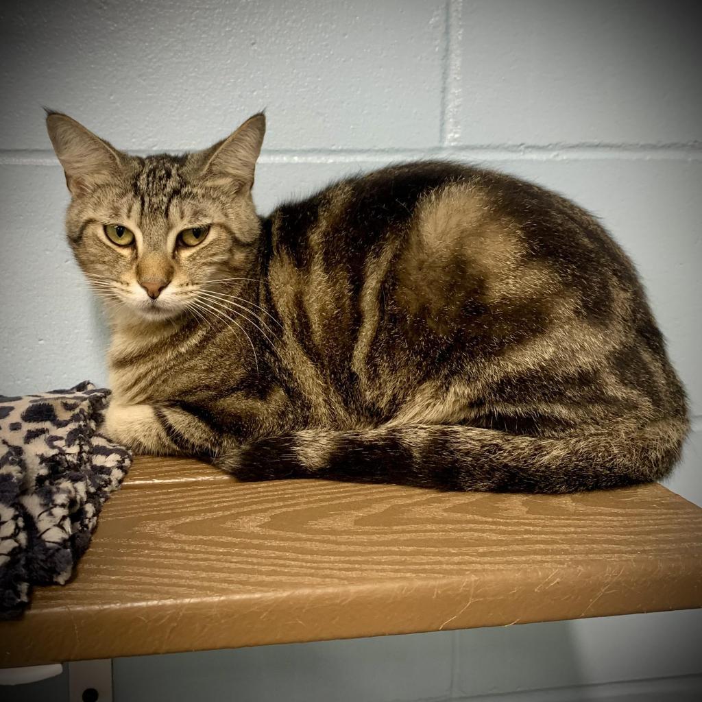 Taz, an adoptable Domestic Short Hair in Leesburg, FL, 34788 | Photo Image 1