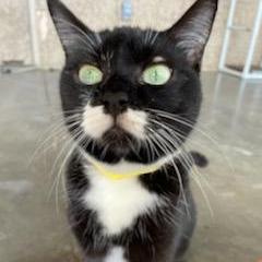Checkers, an adoptable Domestic Short Hair in Leesburg, FL, 34788 | Photo Image 1