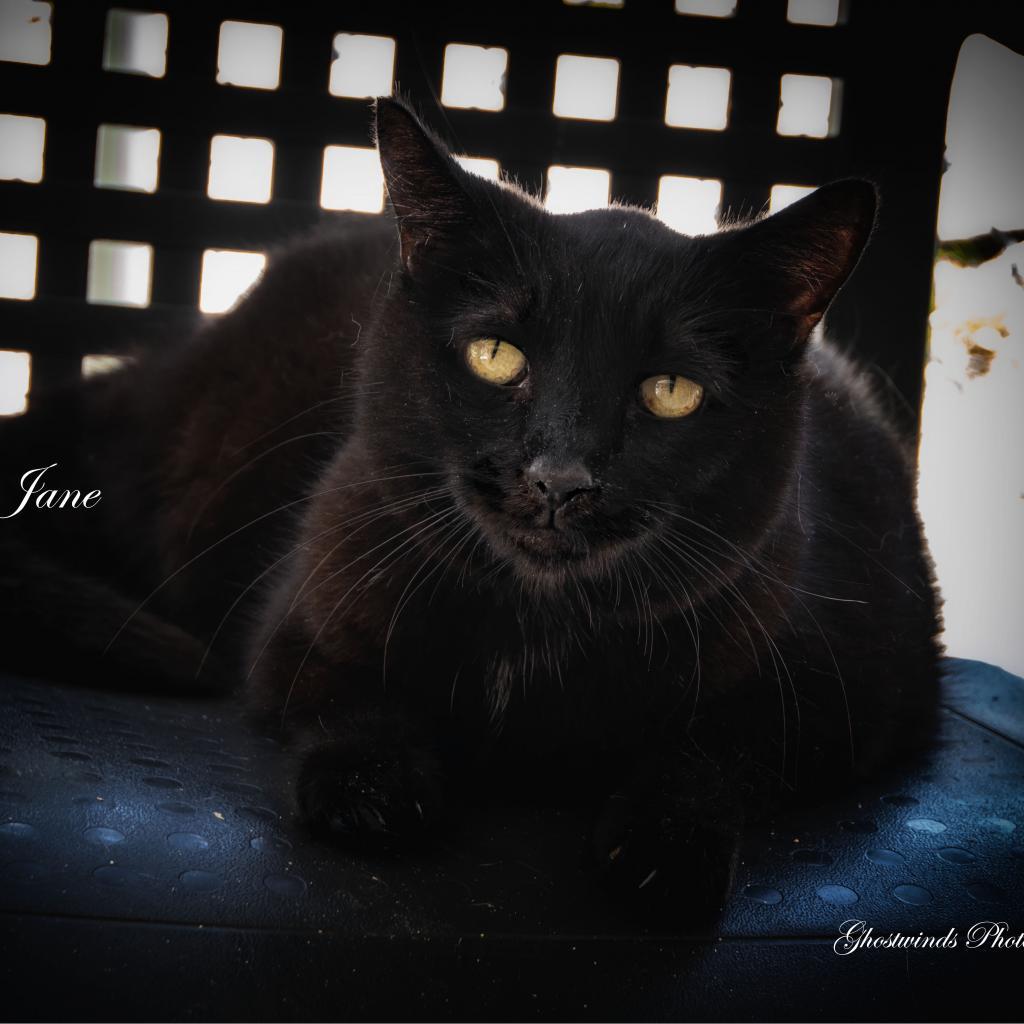 Sweet Baby Jane