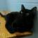 Sweet Baby Jane, an adoptable Domestic Short Hair in Leesburg, FL, 34788 | Photo Image 2
