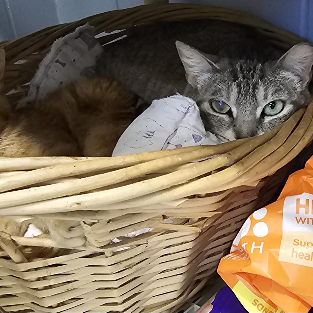 Grace, an adoptable Domestic Short Hair in Leesburg, FL, 34788 | Photo Image 1