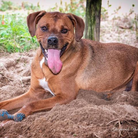 Jake, an adoptable Boxer, Rhodesian Ridgeback in Leesburg, FL, 34788 | Photo Image 1