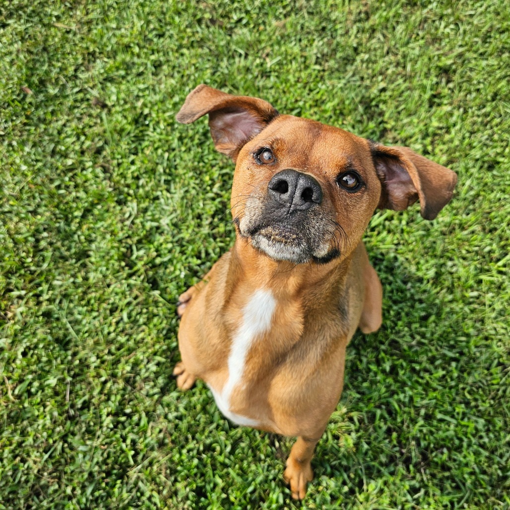 Jake, an adoptable Boxer, Rhodesian Ridgeback in Leesburg, FL, 34788 | Photo Image 1