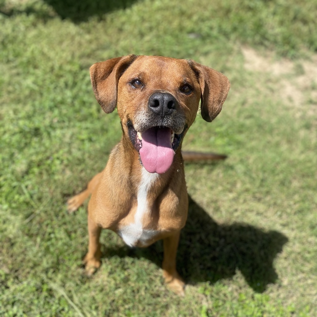 Jake, an adoptable Boxer, Rhodesian Ridgeback in Leesburg, FL, 34788 | Photo Image 1
