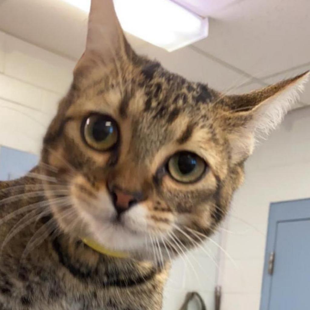 Meela, an adoptable Domestic Short Hair in Leesburg, FL, 34788 | Photo Image 1