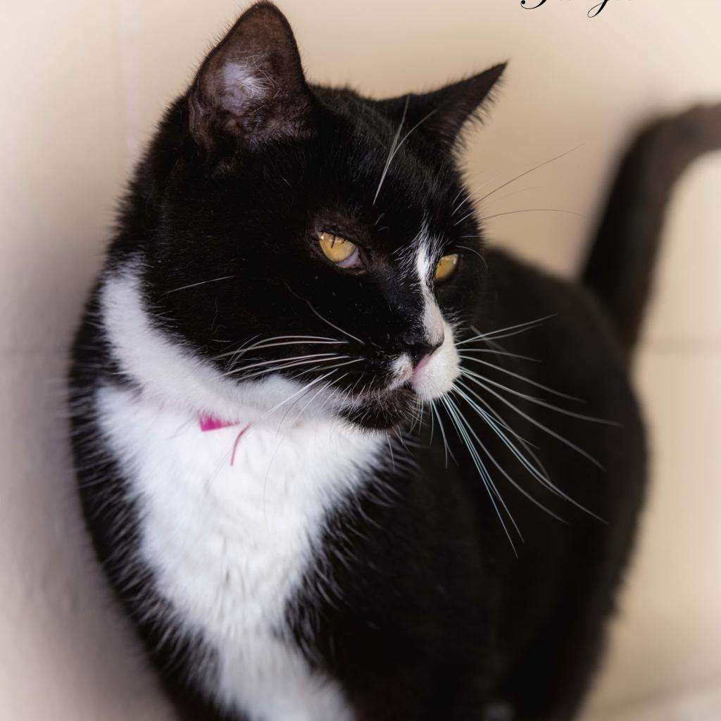 Jangle, an adoptable Domestic Short Hair in Leesburg, FL, 34788 | Photo Image 1