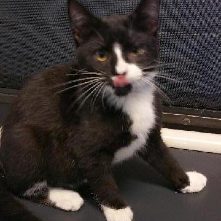 Jangle, an adoptable Domestic Short Hair in Leesburg, FL, 34788 | Photo Image 2