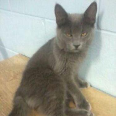 Robyn, an adoptable Domestic Short Hair in Leesburg, FL, 34788 | Photo Image 1