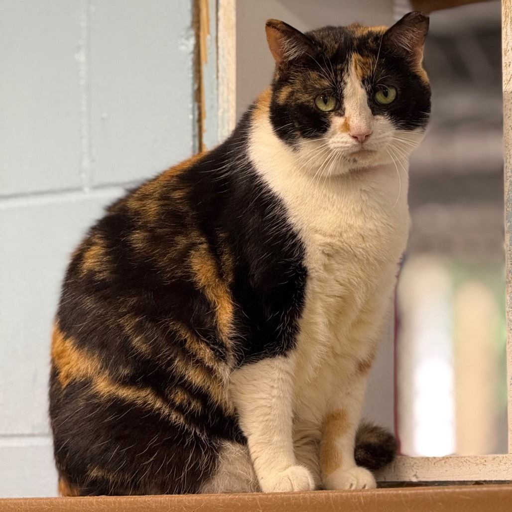 Candy, an adoptable Domestic Short Hair in Leesburg, FL, 34788 | Photo Image 1