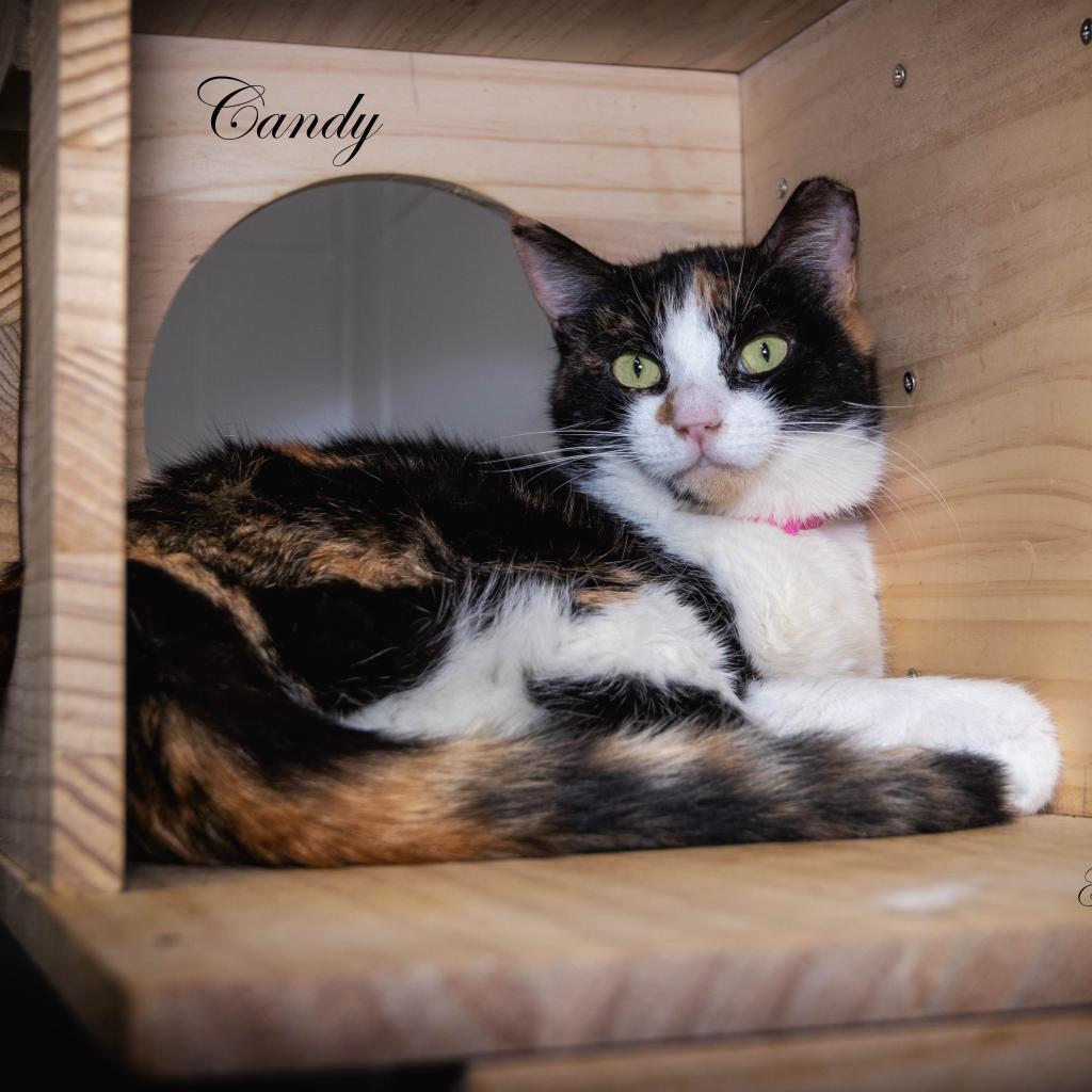 Candy, an adoptable Domestic Short Hair in Leesburg, FL, 34788 | Photo Image 2